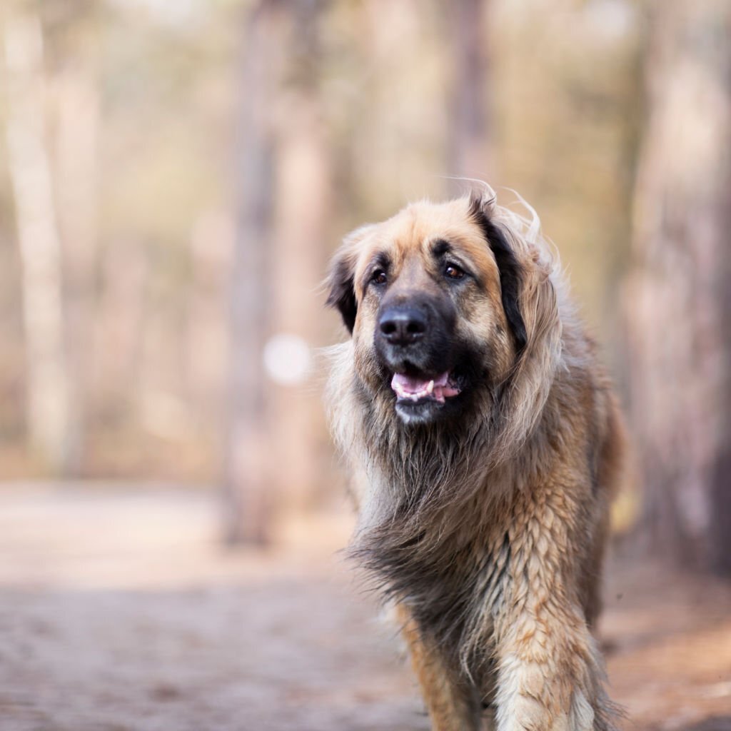 Leonberger